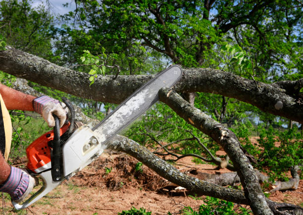 Why Choose Our Tree Removal Services in Delcambre, LA?